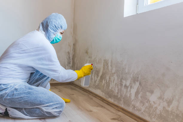 Licensed Mold Inspection service in Coatesville, PA - WQB Mold Removal